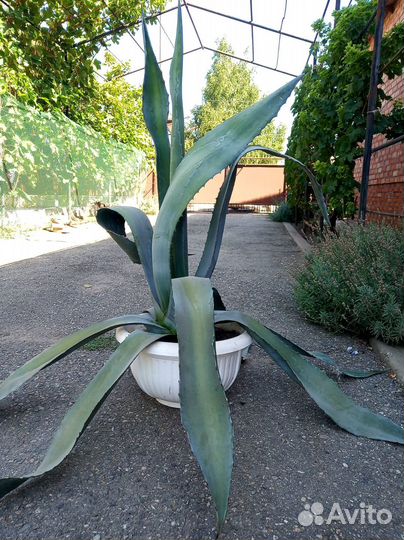 Агава голубая краснодар