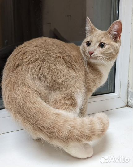 Котик 6 месяцев