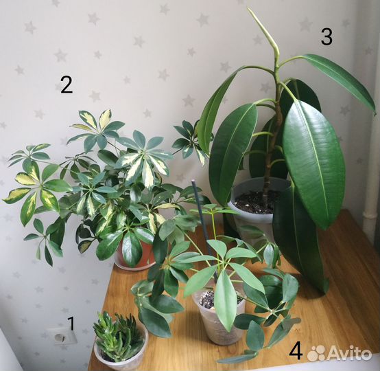Комнатные растения и спацифилиум Даймонд
