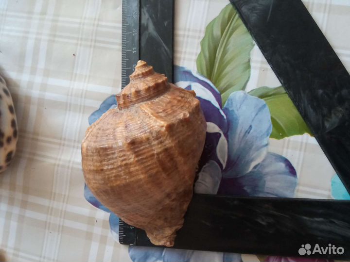 Морские ракушки