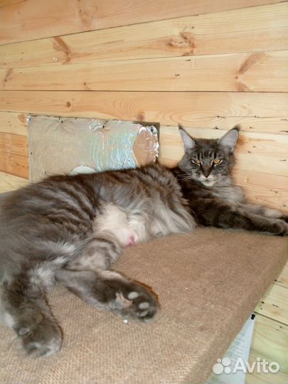 Котята мейн-кун