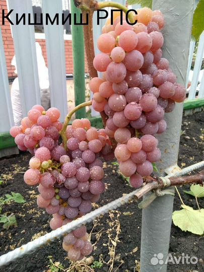 Саженцы винограда