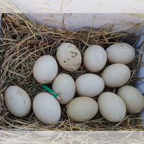 Инкубационное яйцо мускусной утки