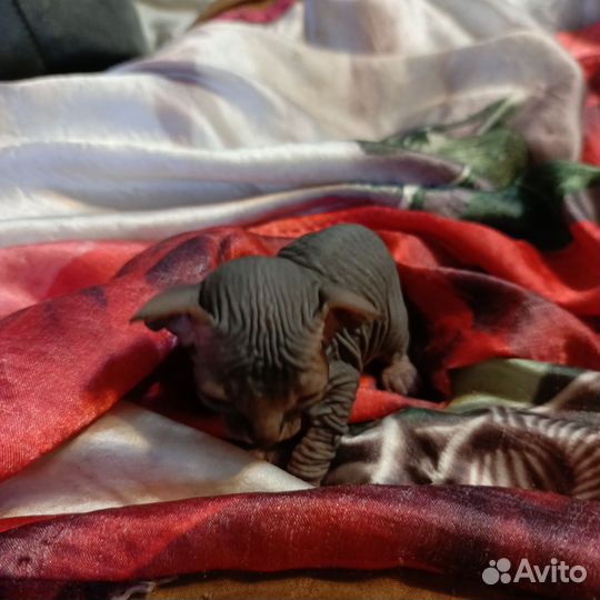 Канадский сфинкс котенок