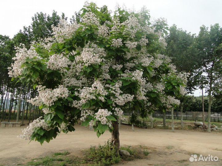 Саженцы катальпы