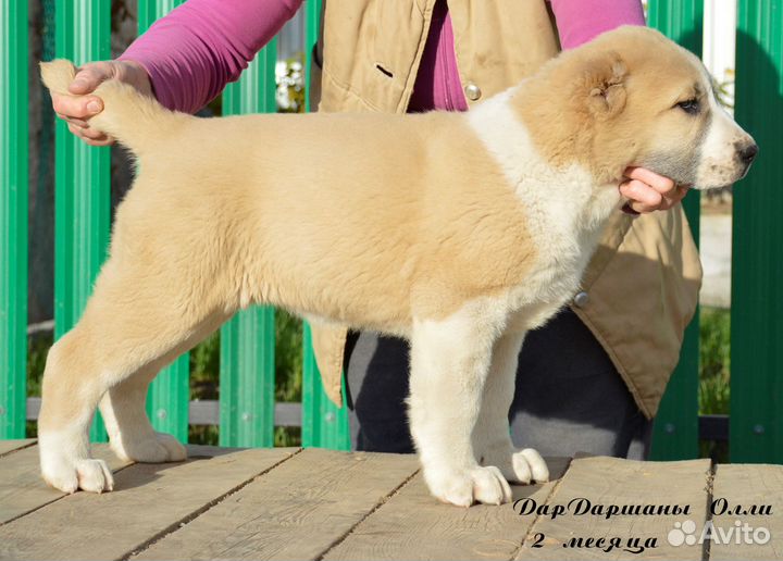 Девочки сао