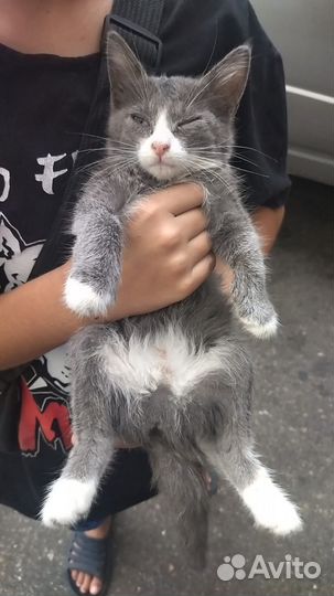 Котята. Девчонки пушистики. Дагестан. Регионы