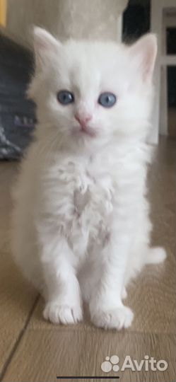 Котёнок окраса сибирской кошки