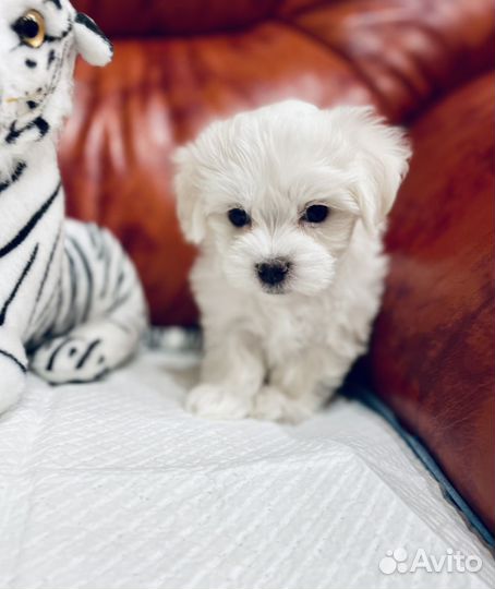 Мальтезе мини