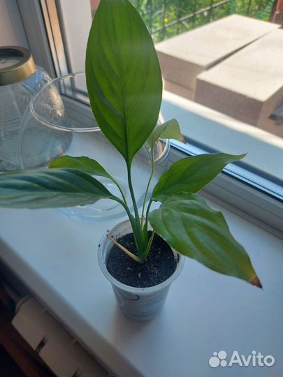 Спатифиллум