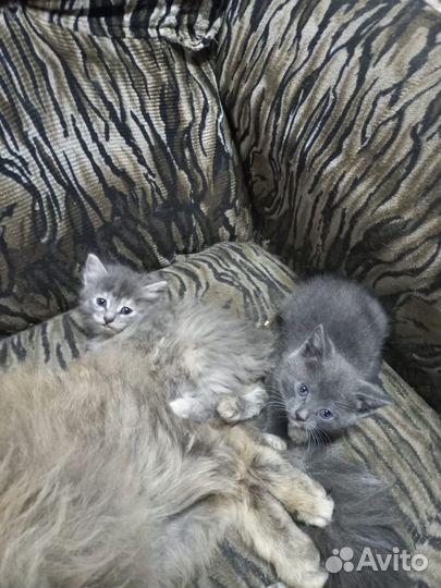 Кошка