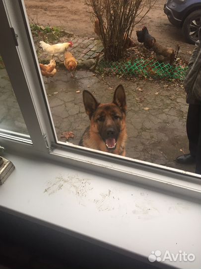 Кобель немецкая овчарка на вязку