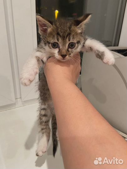 Котята в добрые руеи