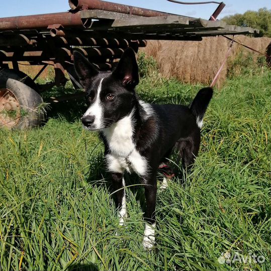 Собака в добрые руки отдам бесплатно