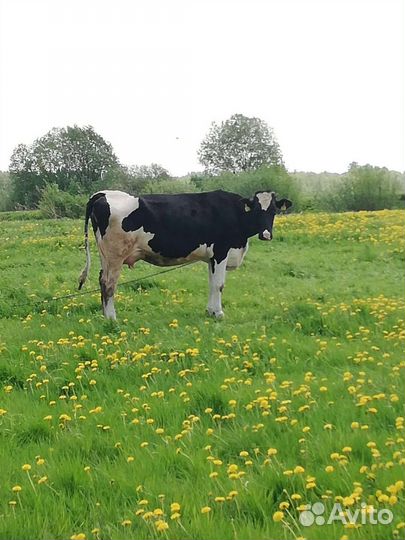 Телка на племя