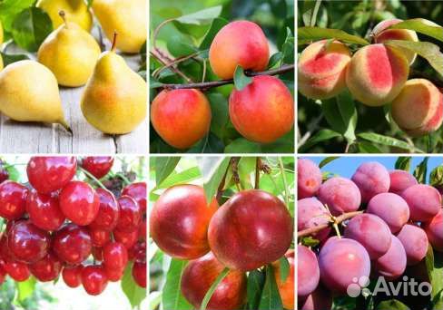 Плодовые деревья