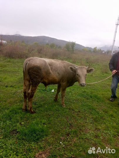 Продам бычка