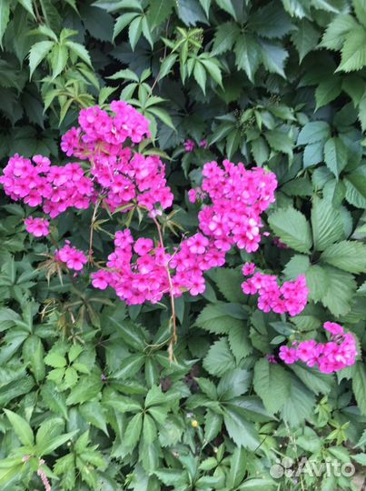 Много Разновидностей хост. Гортензии. В Токсово