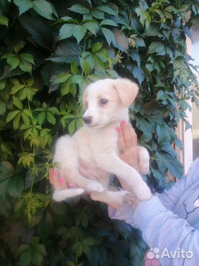 Щенок 2 месяца с доставкой