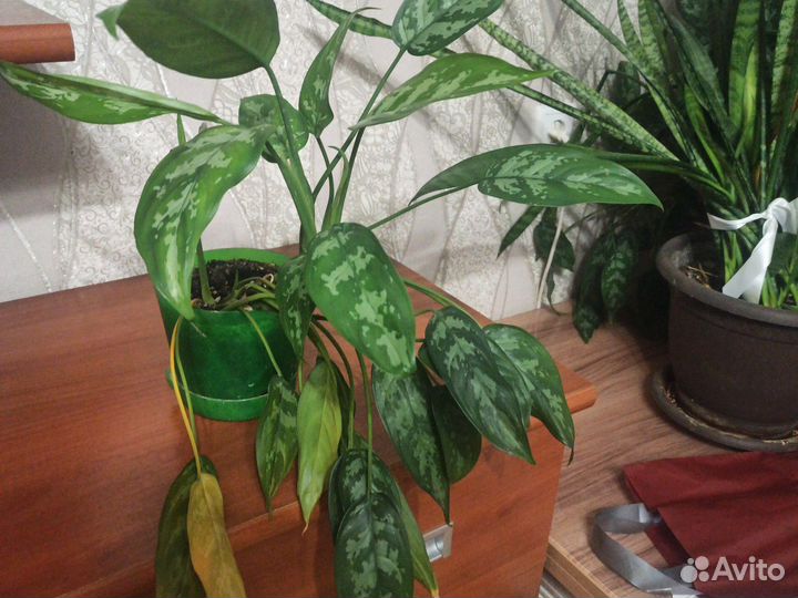 Комнатные растения цветы