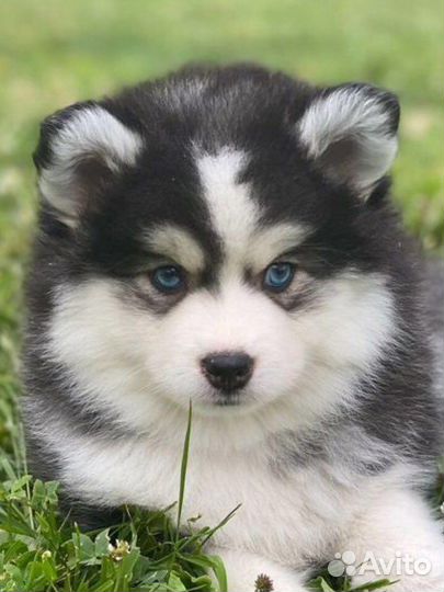 Той размер помски- померанский мини хаски