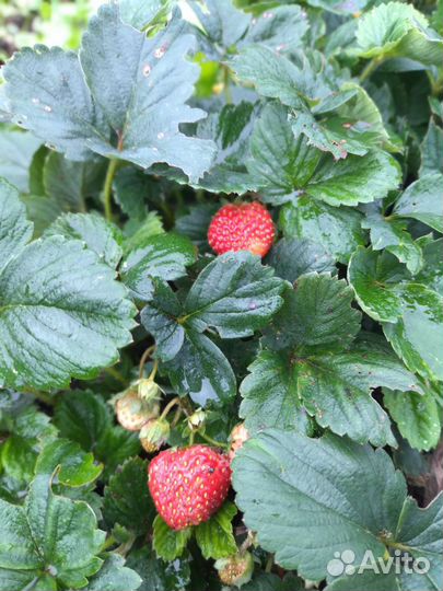 Клубника ремонтантная