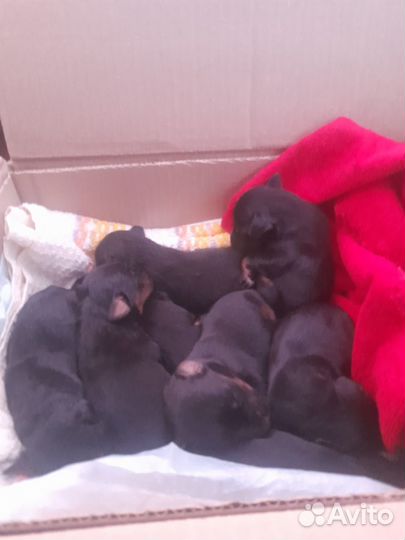 Продаю щенков, 4 девочки осталось