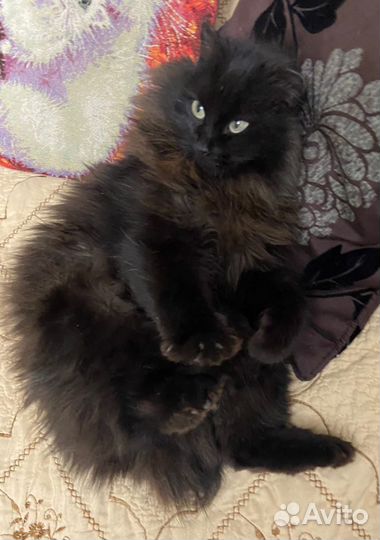 Кошка в добрые руки