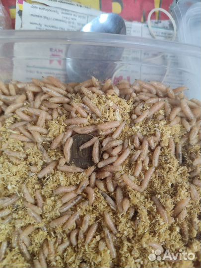 Опарыш гигант