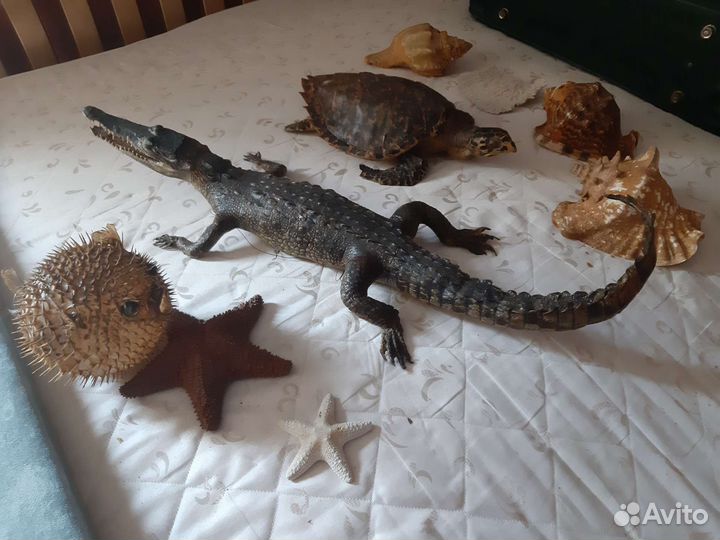 Чучело крокодила,черепахи,фугу