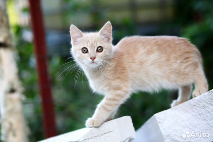 Персиковый котенок в добрые руки