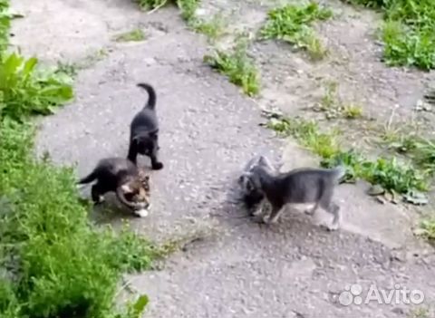 Раздаем котят