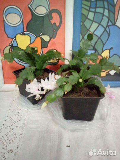 Декабрист шлюмбергера