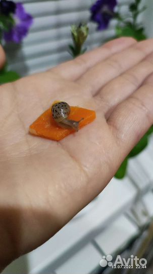 Улитки ахатины