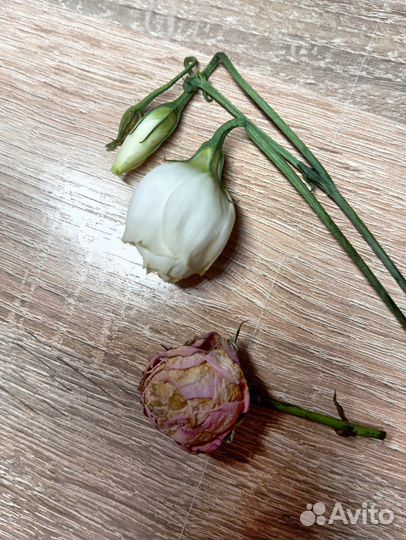 Засушенные розы