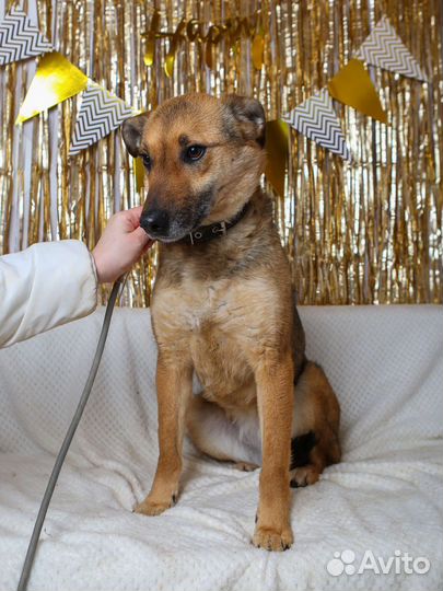 Лакки сдали в приют