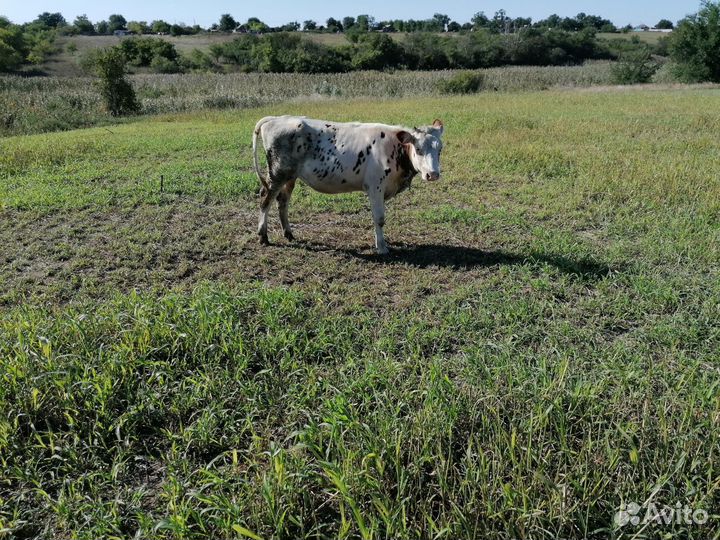 Телку продам