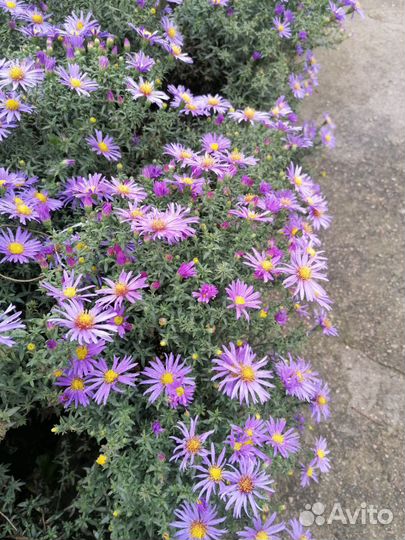 Сентябрины