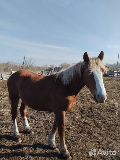 Жеребец тяжеловоз