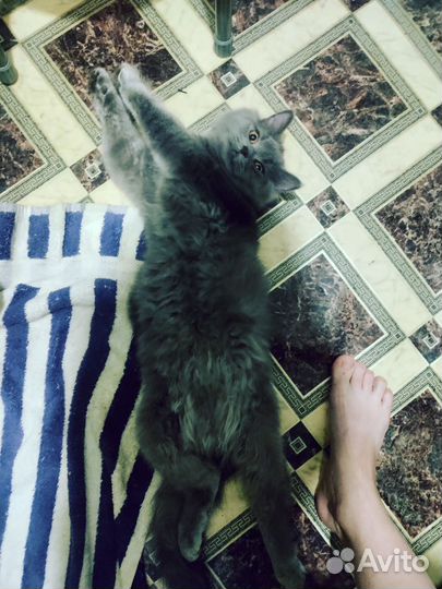 Кот британец