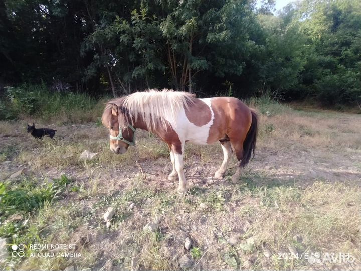 Пони