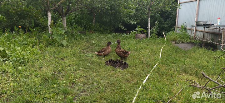 Подсадные утки Русские чубарые и дикоперые