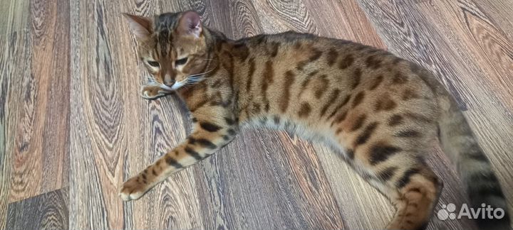 Бенгальский кот