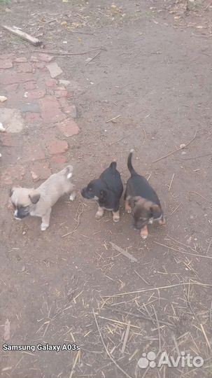 Отдам щенка в добрые руки