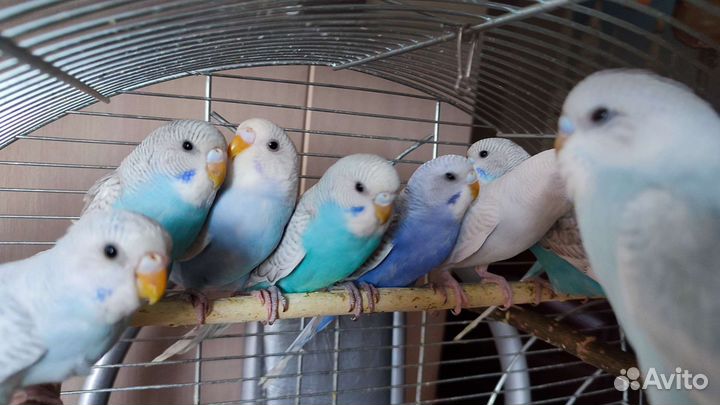 Волнистый попугай