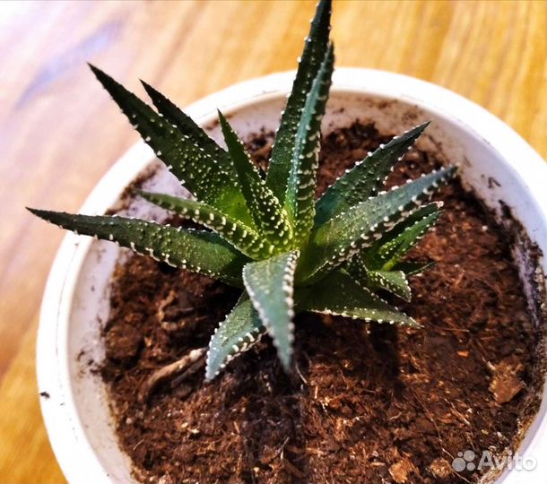 Хавортия полосатая