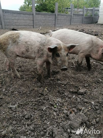 Поросята крупная белая