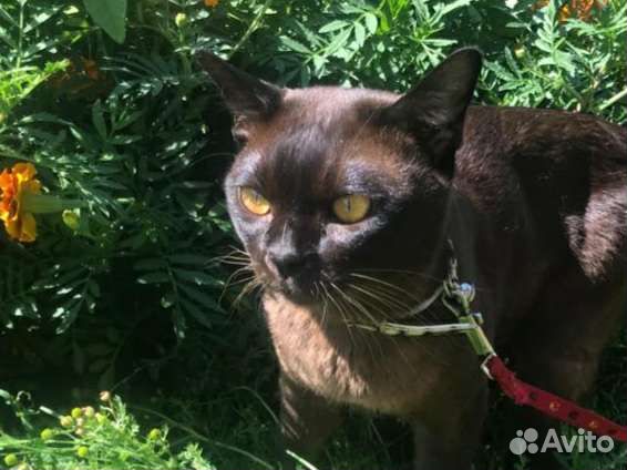 Европейская бурма