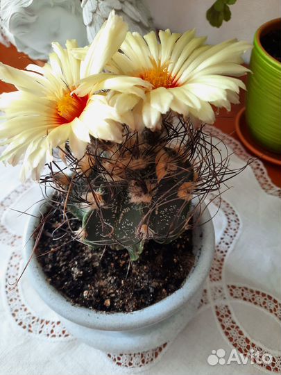 Астрофитум козерогий (Astrophytum capricorne)