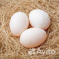 Инкубационное яйцо утки стар 53, ст-5